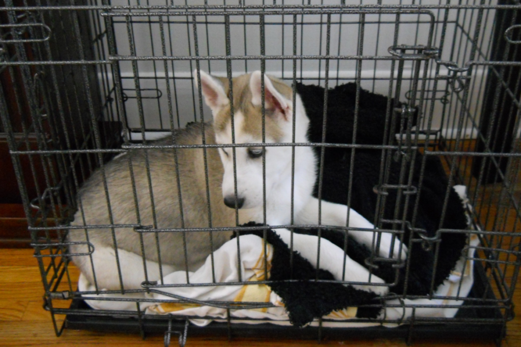 puppy crying in crate