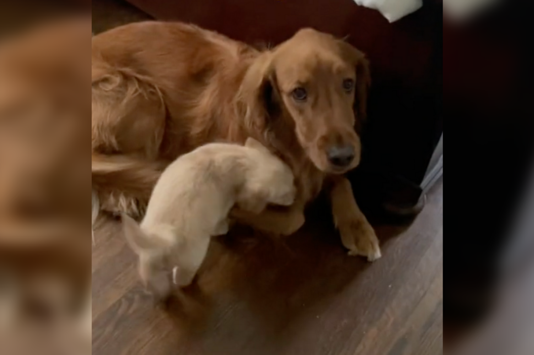 Golden Retriever Rejects Sibling