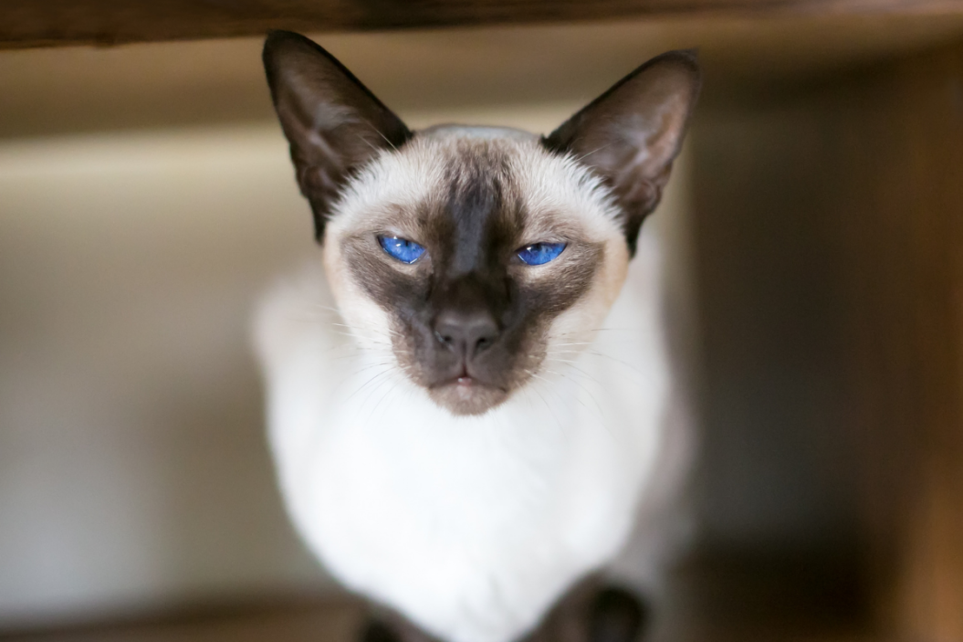 A purebred Siamese cat with a wedge shaped head, seal point markings and bright blue eyes