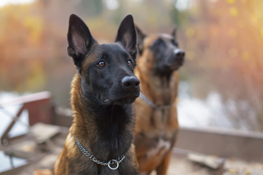 belgian malinois facts two stand next to each other