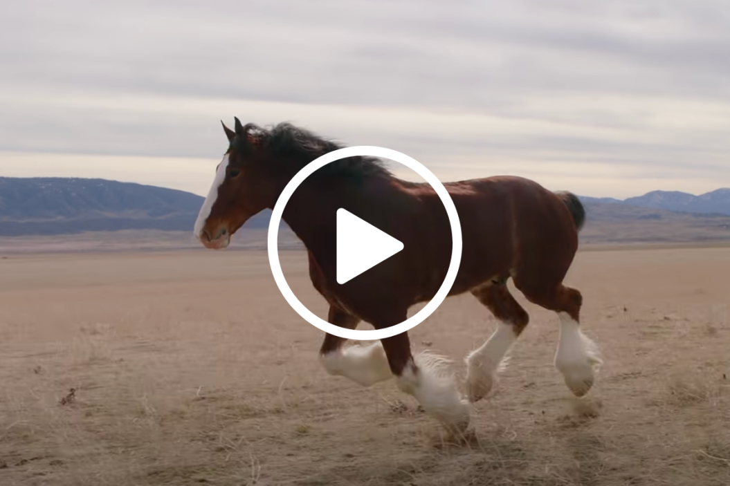 clydesdale runs in a field