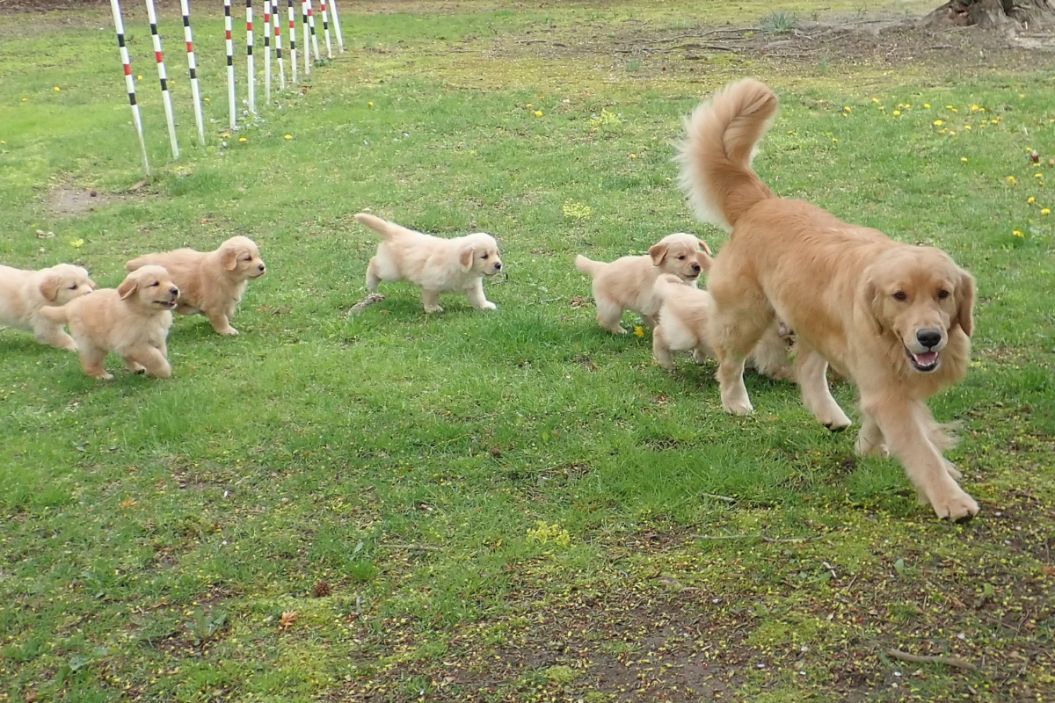 Golden retriever puppies chasing their mom on grass