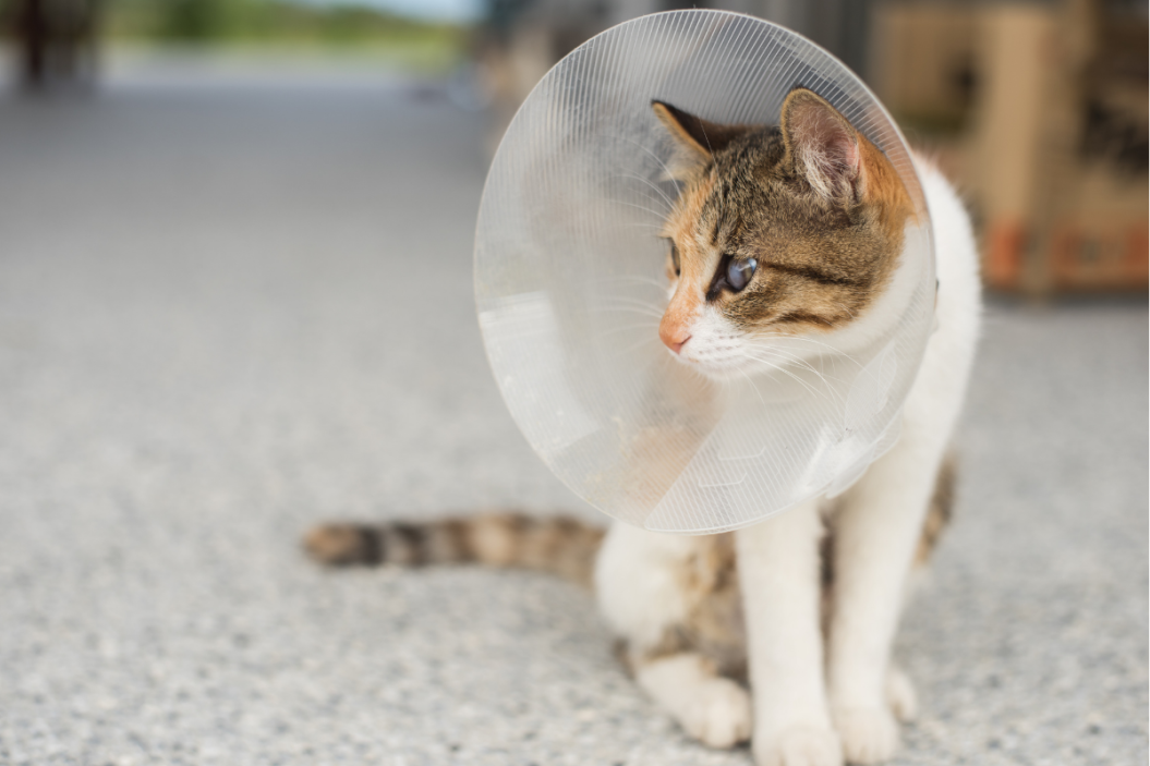 Cat sits on floor with a cone on its head
