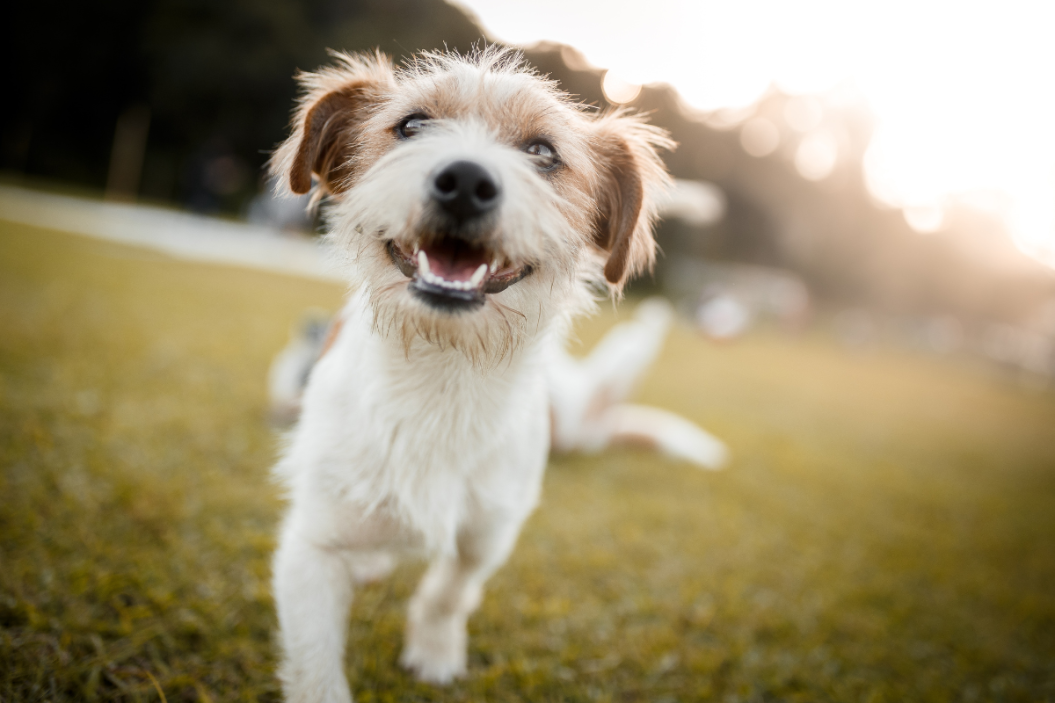 happy dogs runs on grass