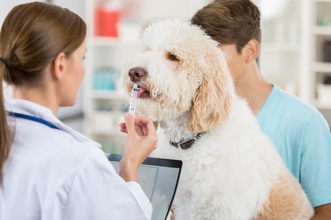 vet gives a dog medicine