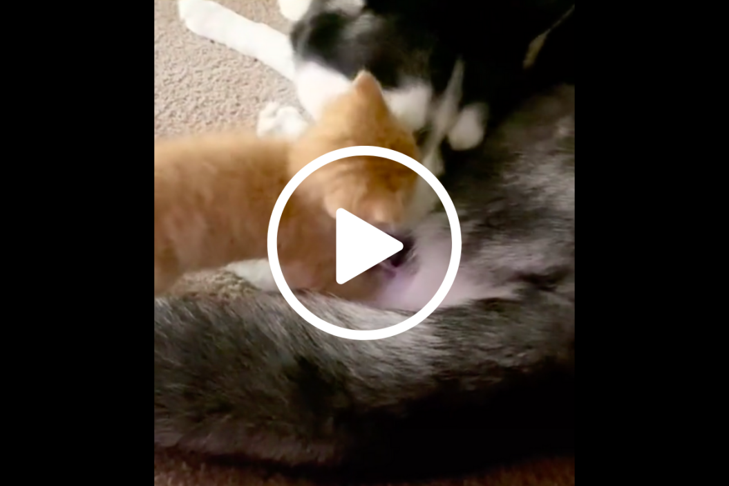 orange kitten bites huskies tail