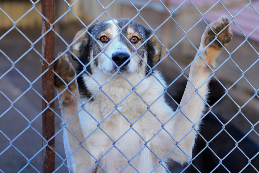 dog leans on shelter fence