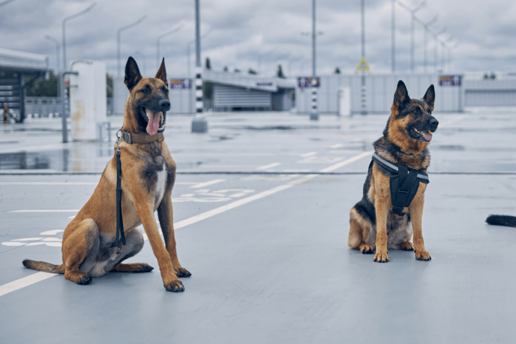 Belgian Malinois and German Shepherd dogs sitting on the ground in airfield