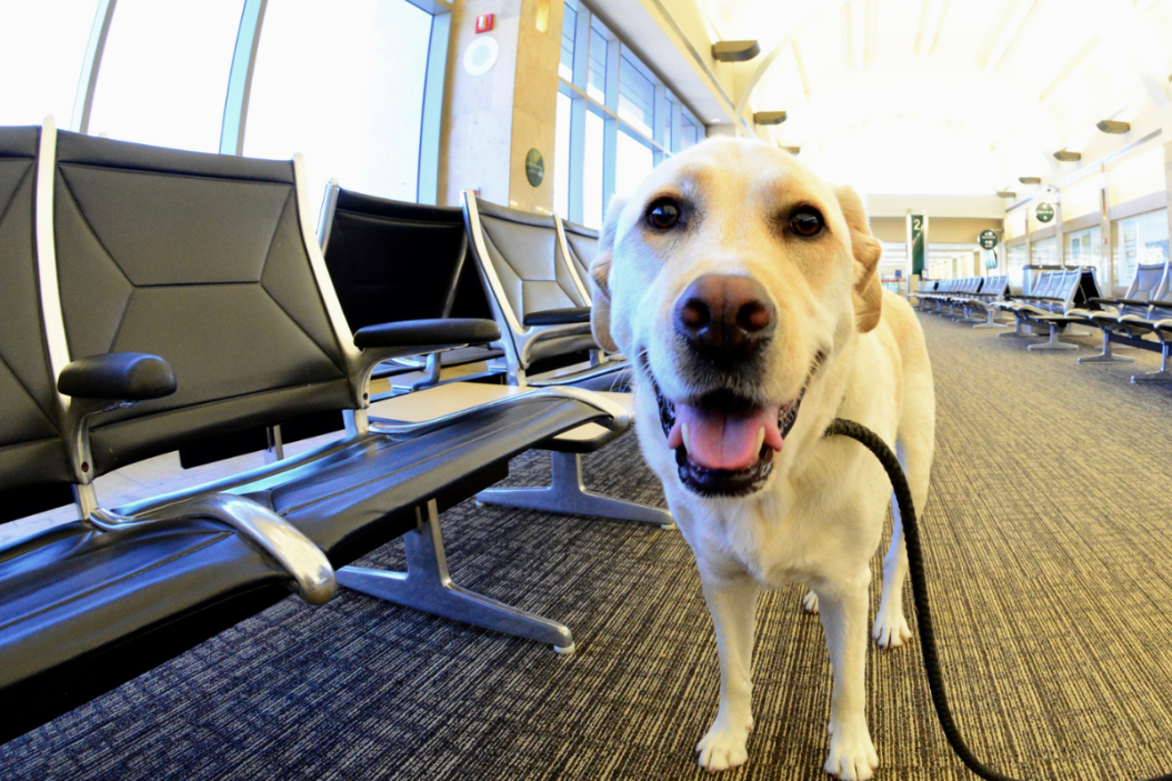 Service dog waiting for flight at airport