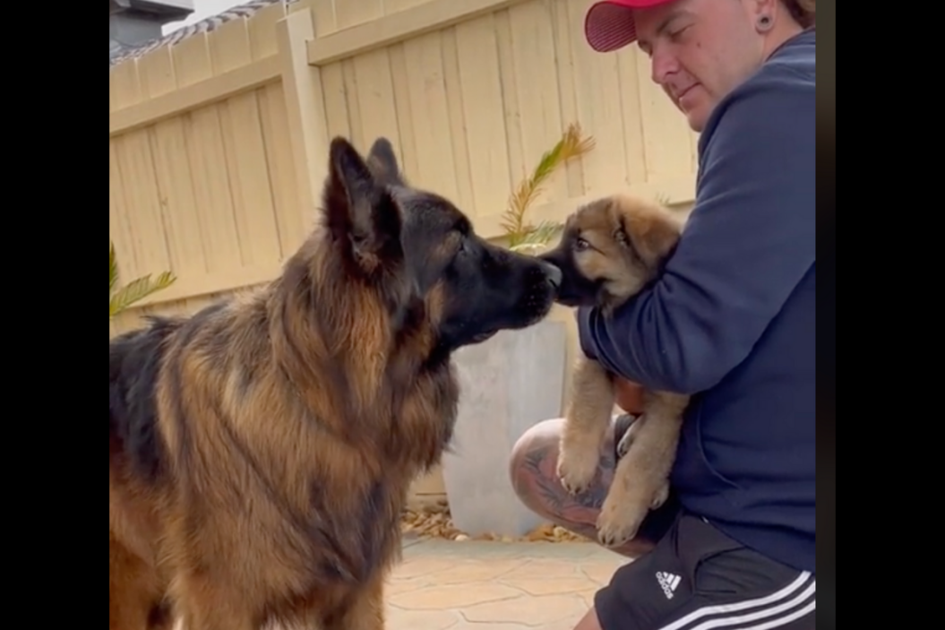 German shepherd meets new puppy pal