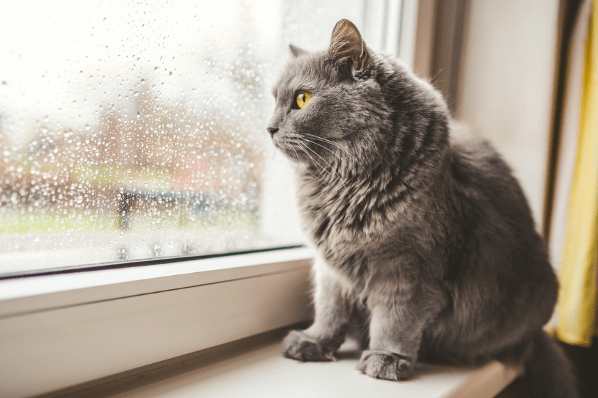 cat sitting on windowsill and looking out at street