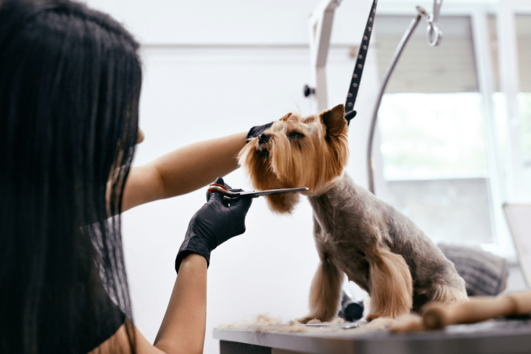 Yorkie gets a trim from a groomer