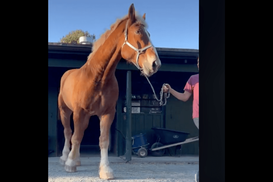 big John massive horse walks out of barn