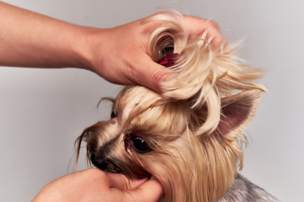 dog breeds that need grooming Yorkie