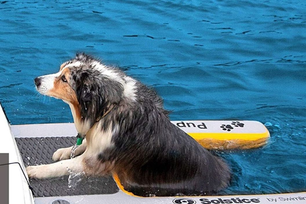 dog pool ramp