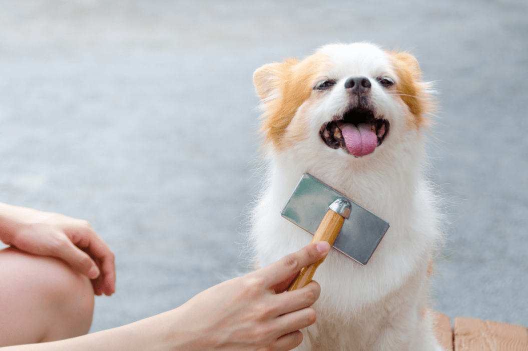 dog being brushed