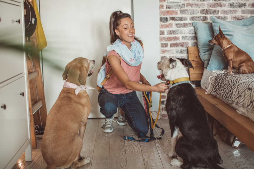dogs with pet sitter, prepare for pet sitter