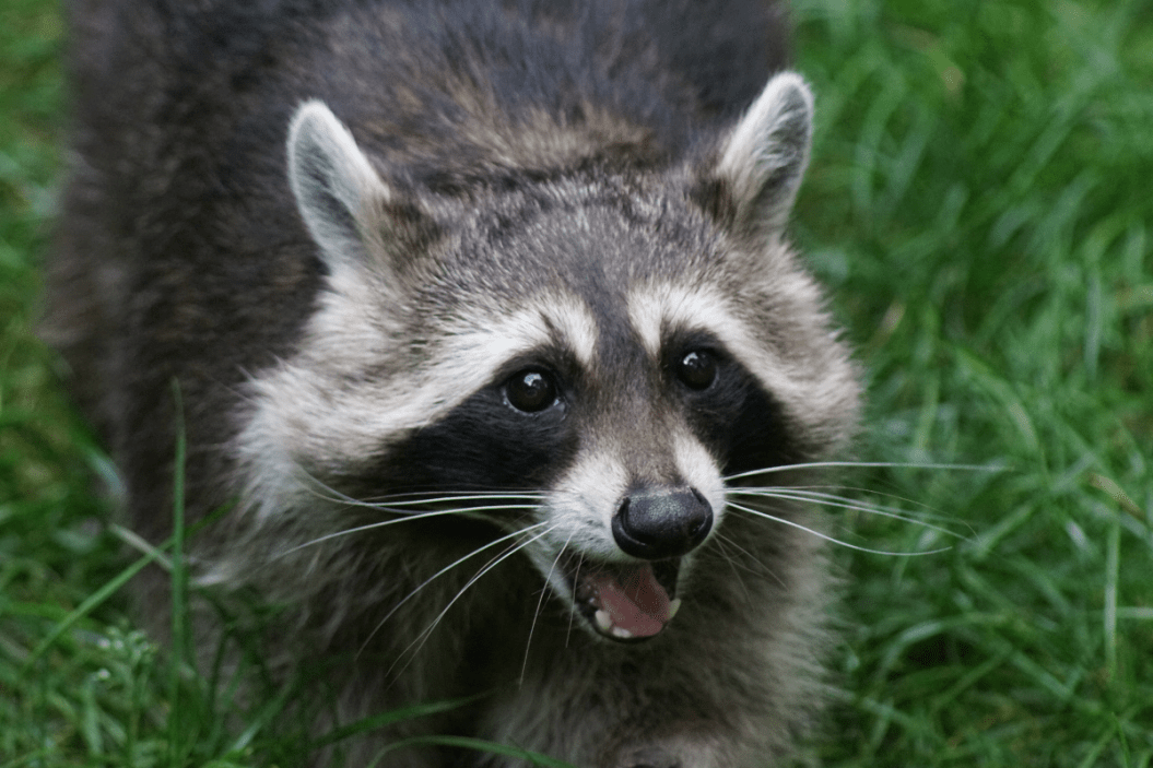 a raccoon stands with its mouth open