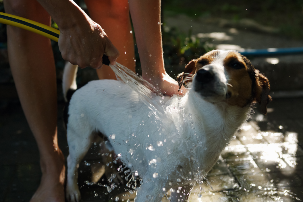 dog getting rinsed with a hose