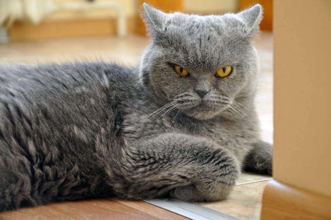 Image of an angry British shorthair blue cat