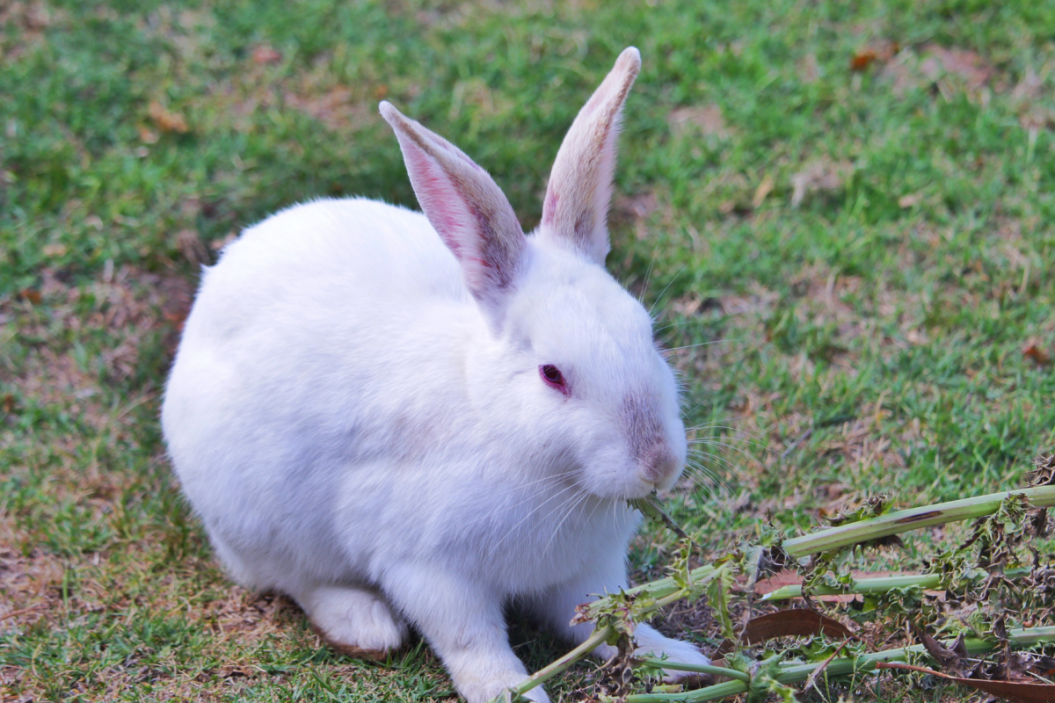 rabbit eats greens