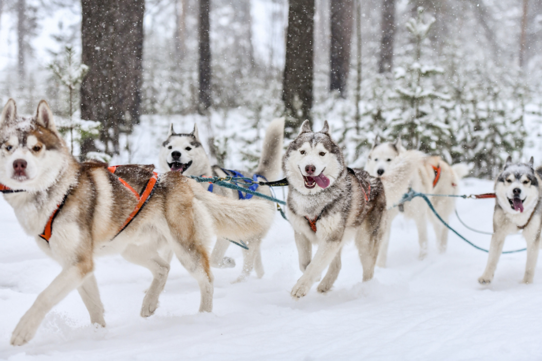 A group of Huskies pulling a sled