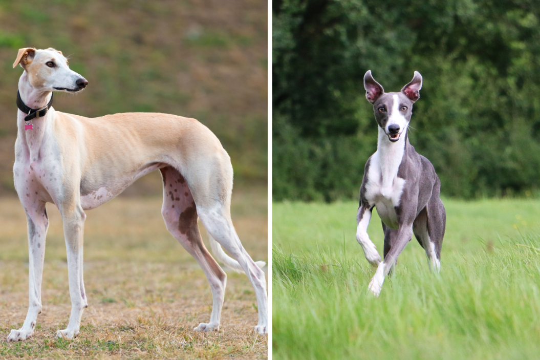greyhound vs whippet