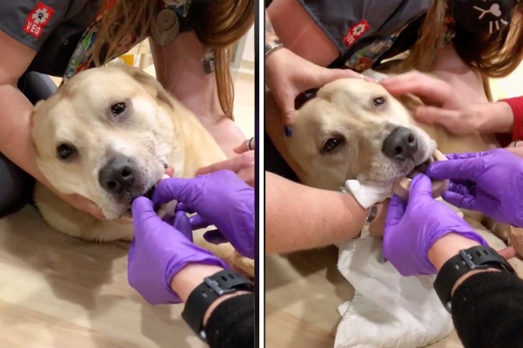 yellow lab lays on vet floor with bone stuck on its mouth