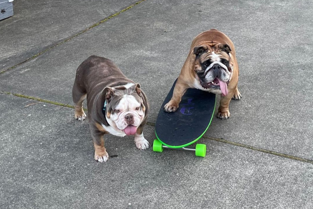 Two bulldogs stand on the sidewalk beside a skateboard.