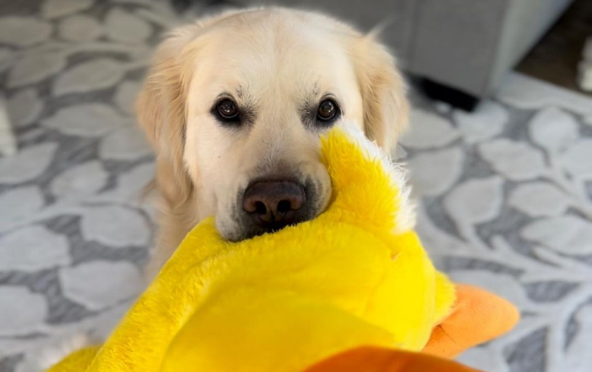 dog holding stuffed toy duck