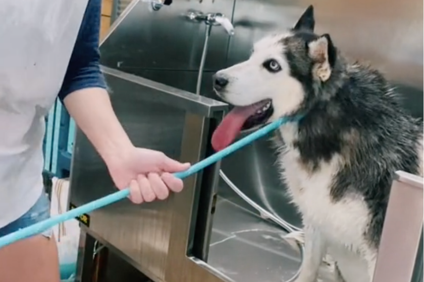 husky refuses to leave bath at groomers