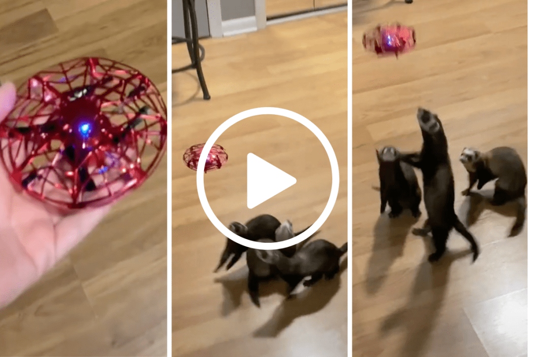 ferrets playing with UFO toy