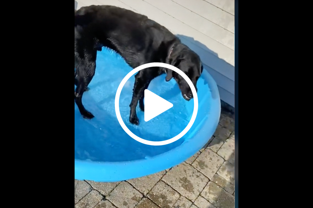 Kai the labradoodle stands in his pool