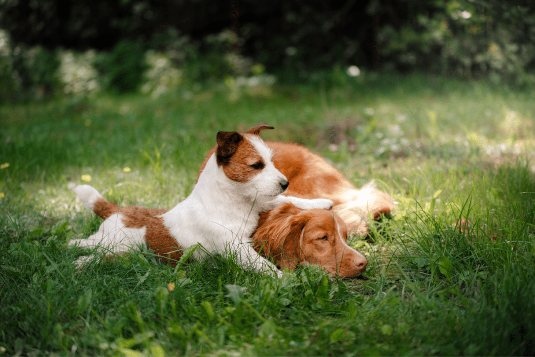 a dog sits on top of another dog's head on the grass