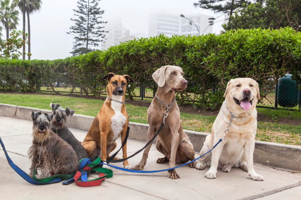 multiple dog breeds sit on sidewalk
