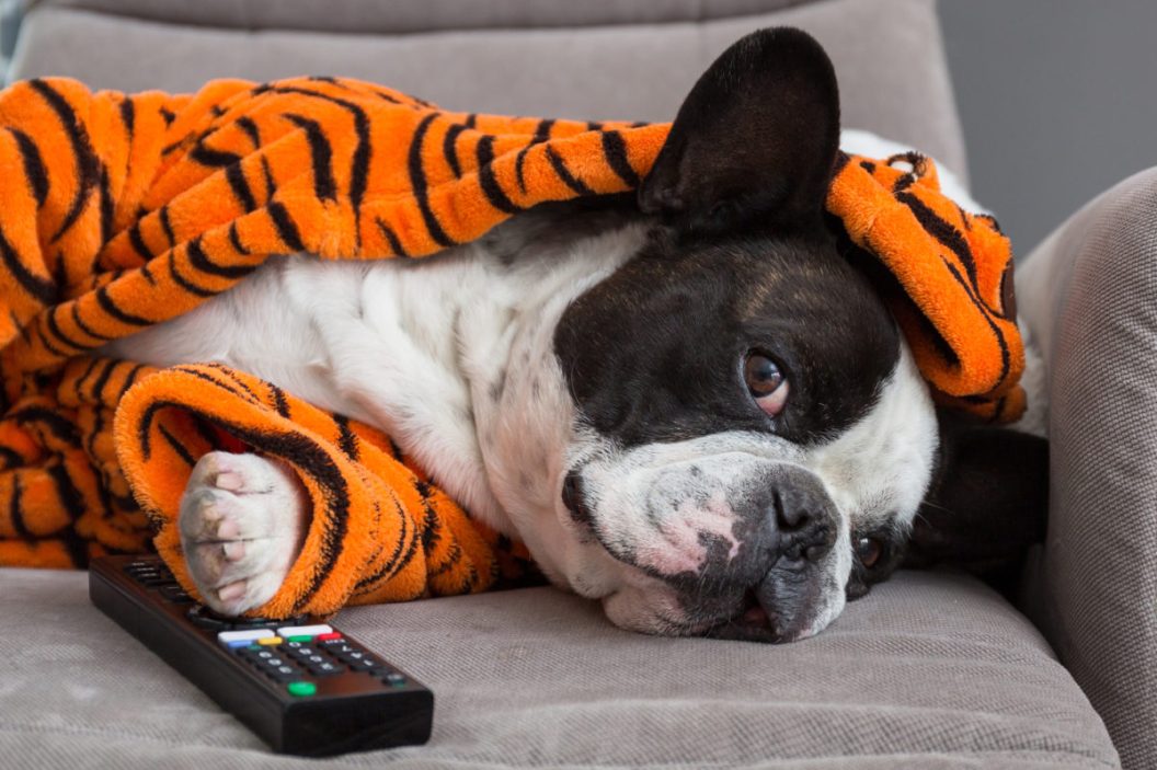 French bulldog in orange tiger bathrobe watch tv