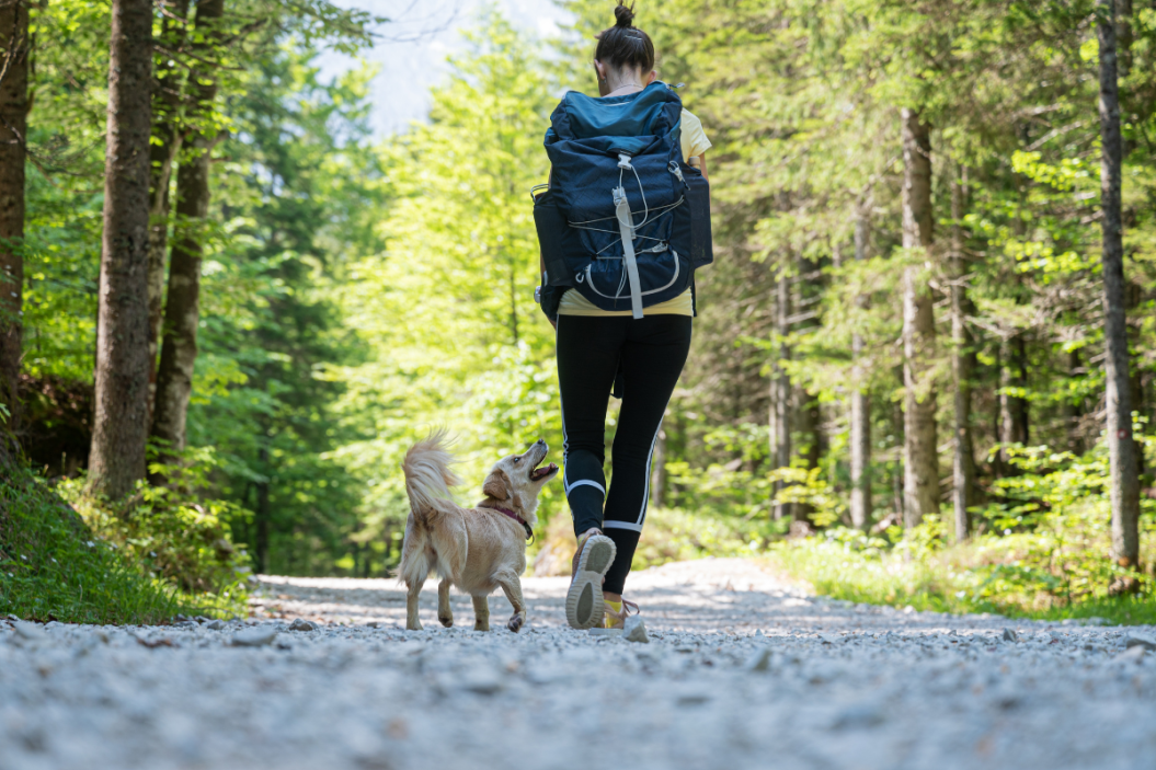 a dog on a hike with its owner