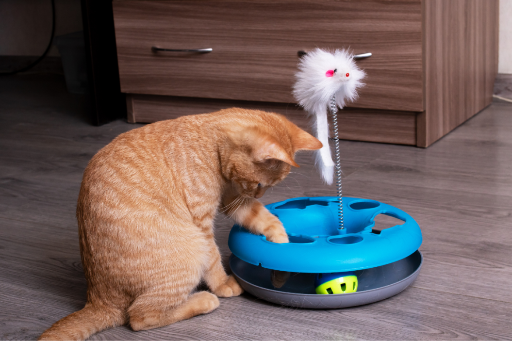 orange cat plays with toy