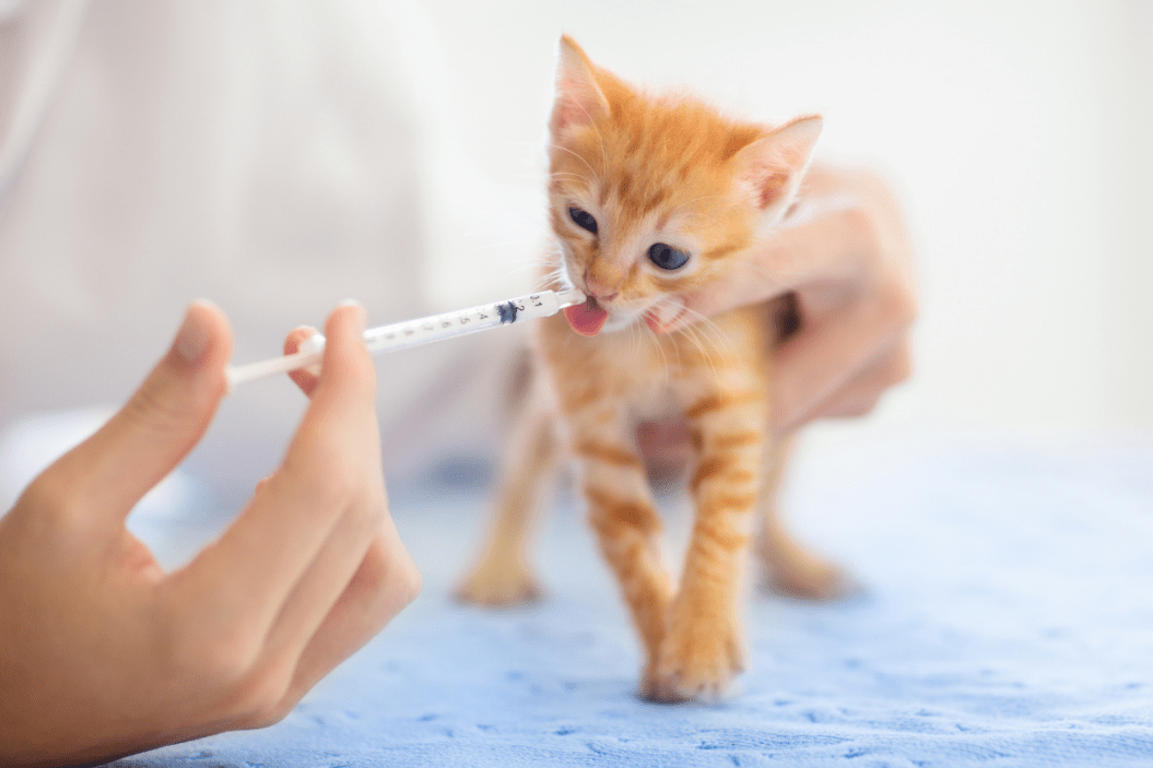 kitten gets a vaccine administered by a vet