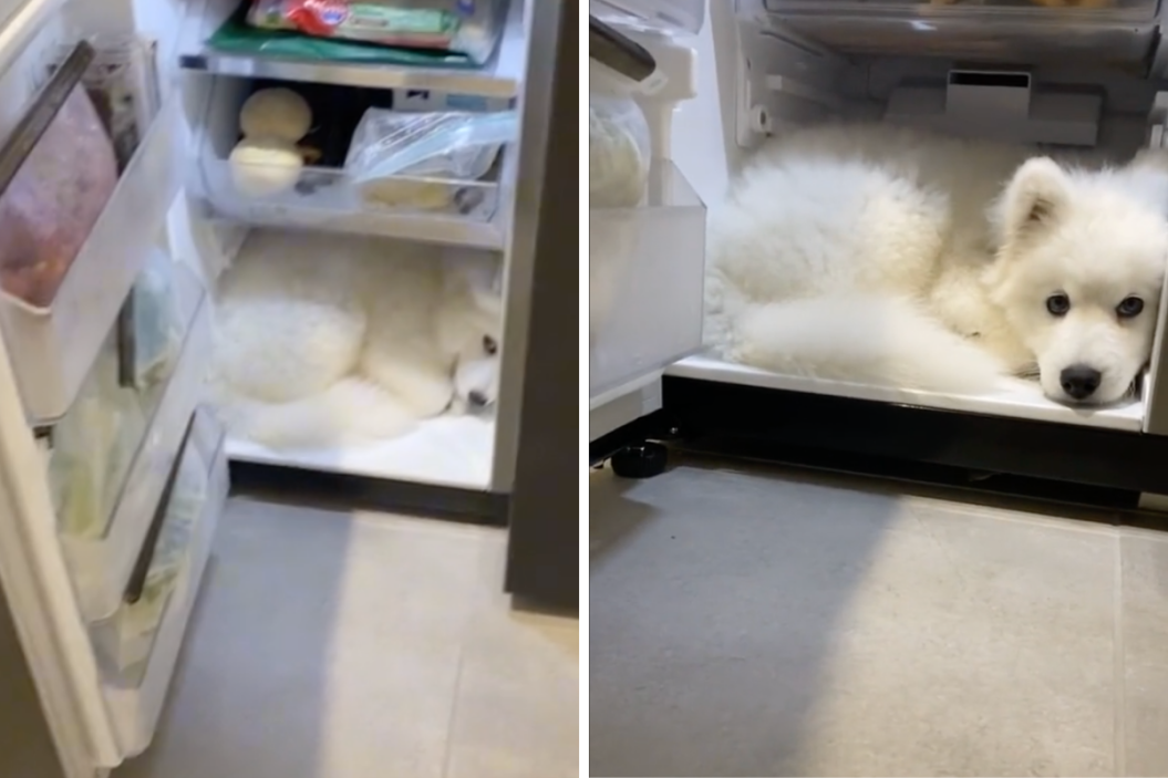 samoyed cools off in freezer