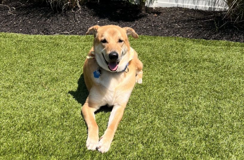 Rescue dog lays on the grass in the backyard of a home