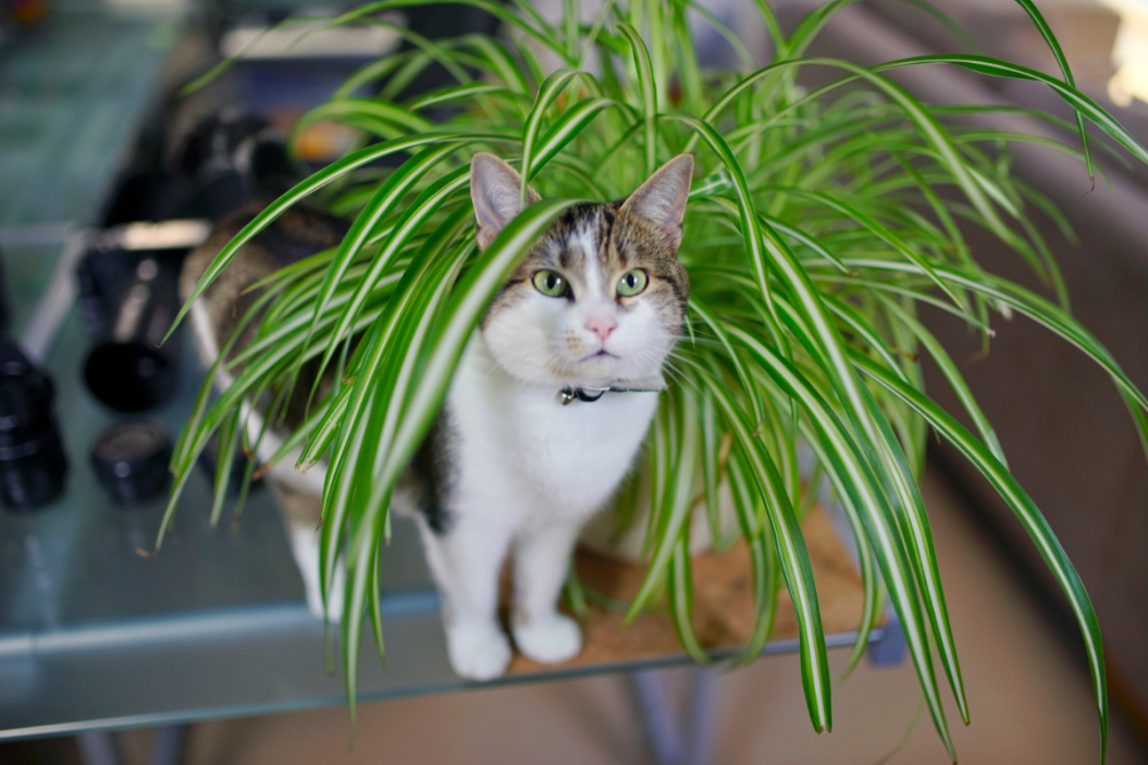 pet friendly plants