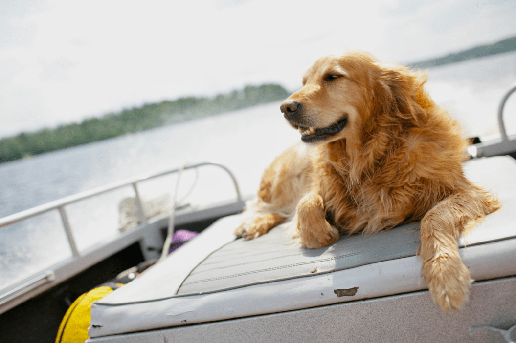 dog summer safety tips