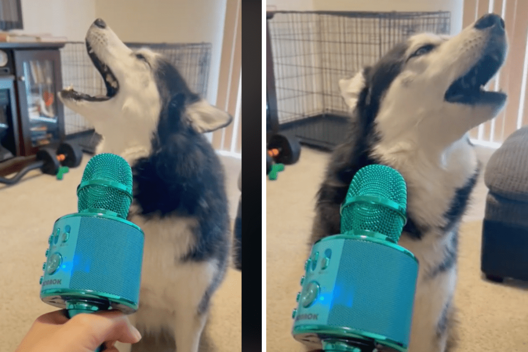 husky sings while using an autotune