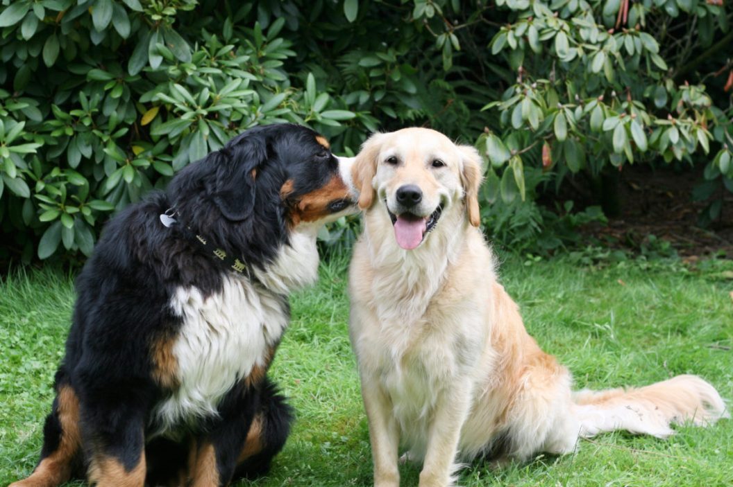 Bernese Mountain Dog talking with Golden Retriever
