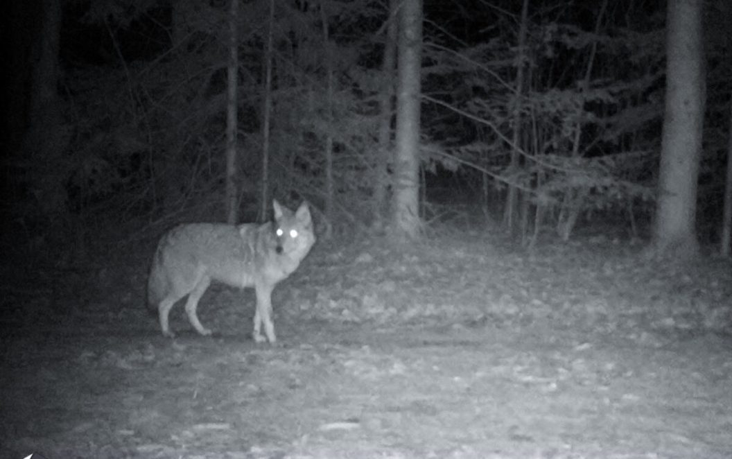 A coyote is caught on camera prowling a residential neighborhood