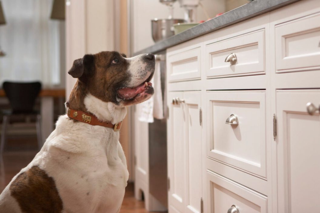 Dog in kitchen looking at food on counter