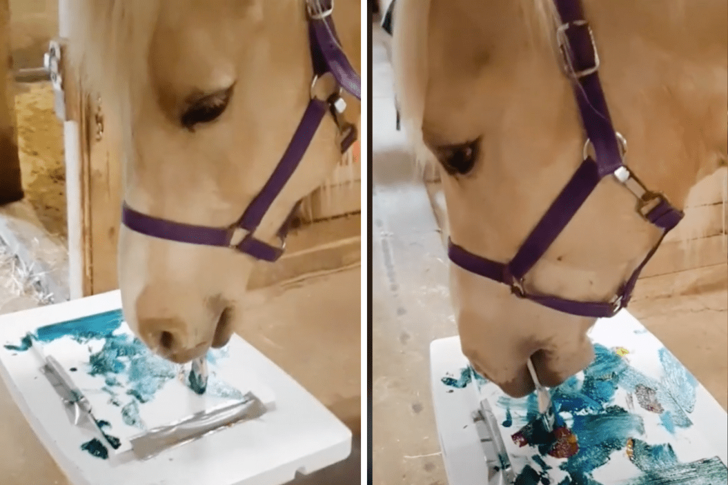 Cooper the horse paints with brush