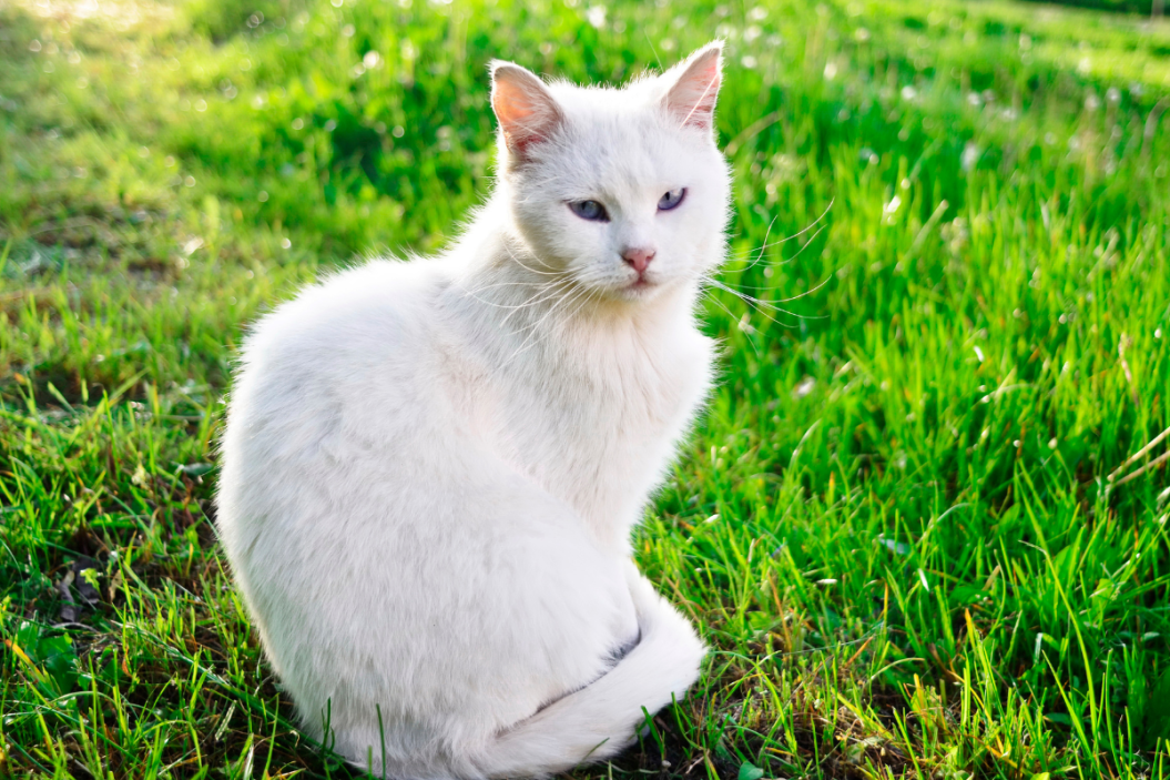 white cat sits in the grass