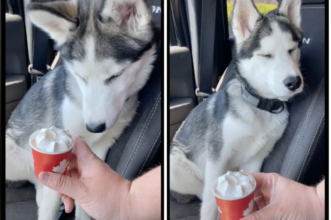 husky sits in the front seat refusing whipped treat